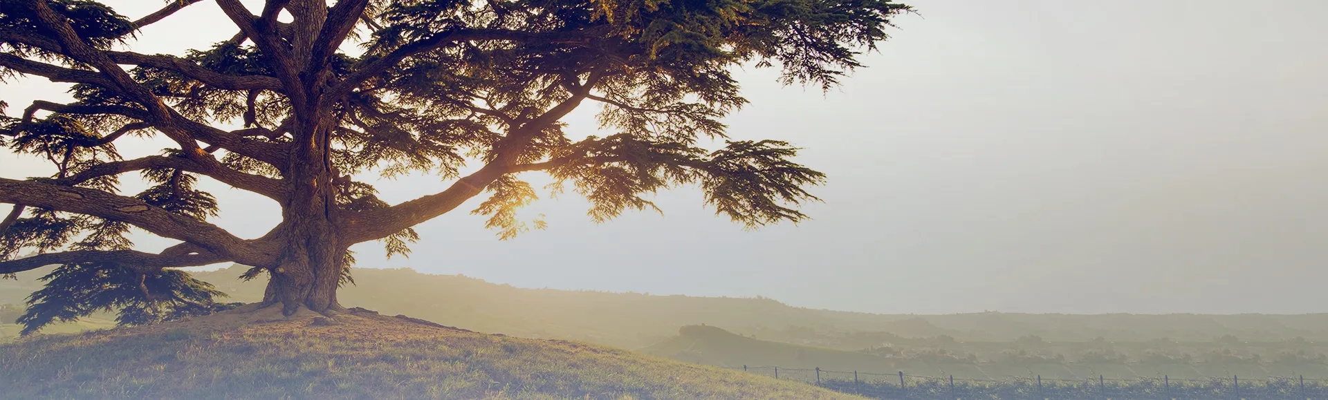 Cedar tree at sunset